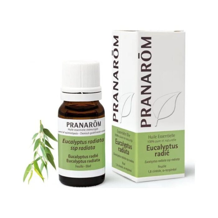 Olejek eteryczny eukaliptusowy Eukaliptus australijski Eucalyptus radiata ssp radiata 10ml PRANARÔM - obrazek 1