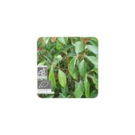 Olejek eteryczny kasjowy Cynamonowiec wonny Cynamomowiec chiński Kasja Cinnamomum cassia 10ml PRANARÔM BIO - obrazek 2