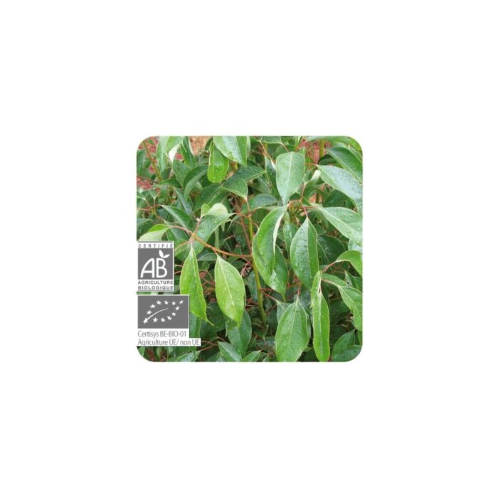 Olejek eteryczny kasjowy Cynamonowiec wonny Cynamomowiec chiński Kasja Cinnamomum cassia 10ml PRANARÔM BIO - obrazek 2