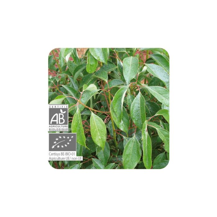 Olejek eteryczny kasjowy Cynamonowiec wonny Cynamomowiec chiński Kasja Cinnamomum cassia 10ml PRANARÔM BIO - obrazek 1