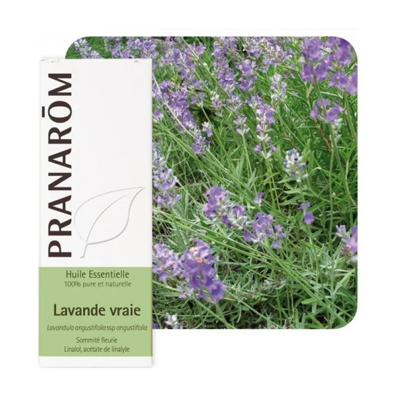 olejek-eteryczny-lawendowy-lawenda-waskolistna-lavandula-angustifolia-ssp-angustifolia-10mlpranarom-2.jpg Olejek eteryczny Lawenda wąskolistna Lavandula angustifolia ssp angustifolia 10ml PRANARÔM - obrazek 1