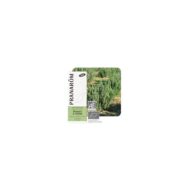 Olejek eteryczny rozmarynowy Rozmaryn Rosmarinus officinalis ct cineole 10ml PRANARÔM BIO - obrazek 2